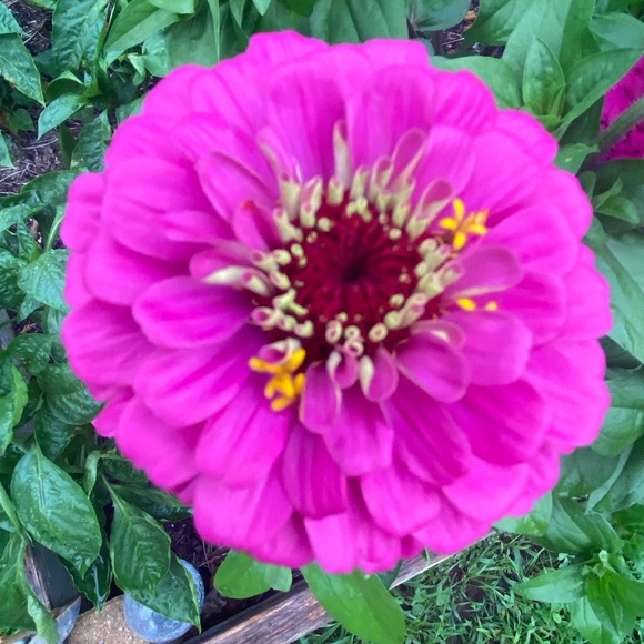 COPY - Meet your Posher, Pippy P! - Picture 1 of 3